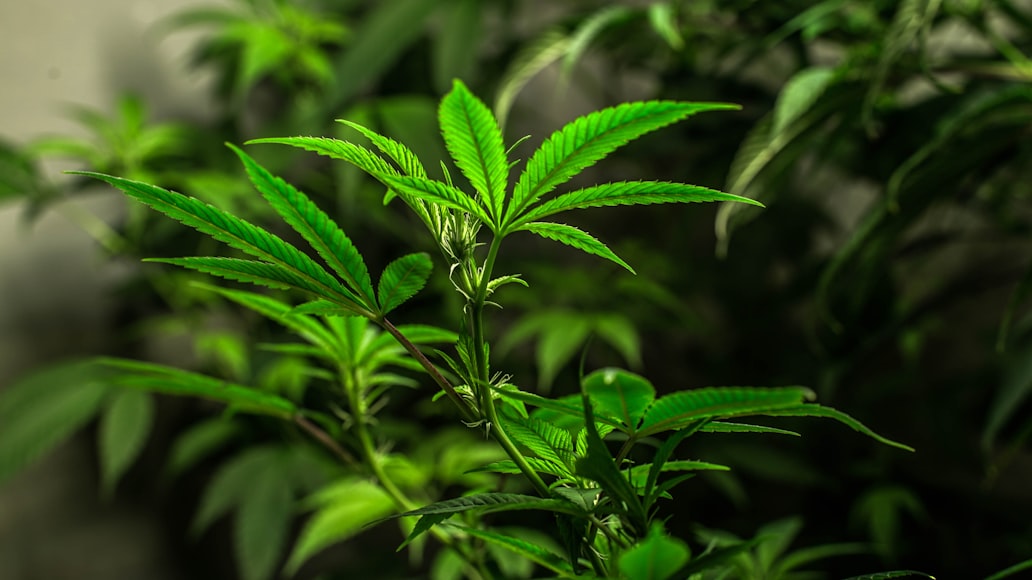 cannabis growing in Colombia