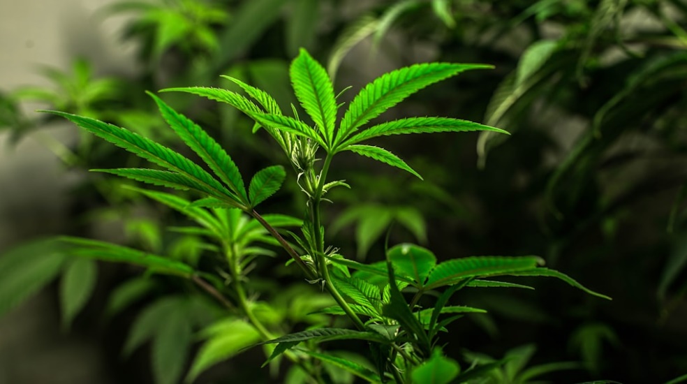 cannabis growing in COlombia