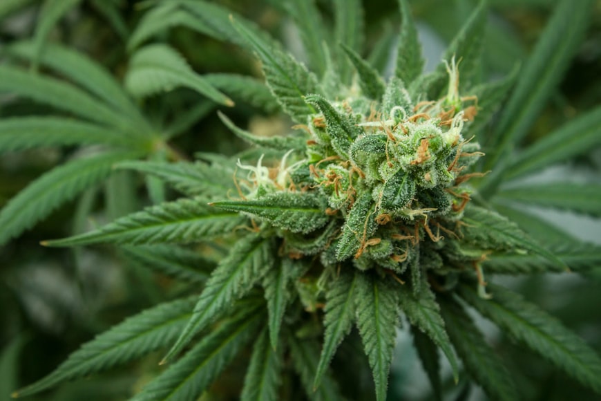 a cannabis plant in a greenhouse