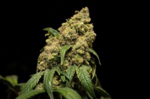 large medical cannabis flower
