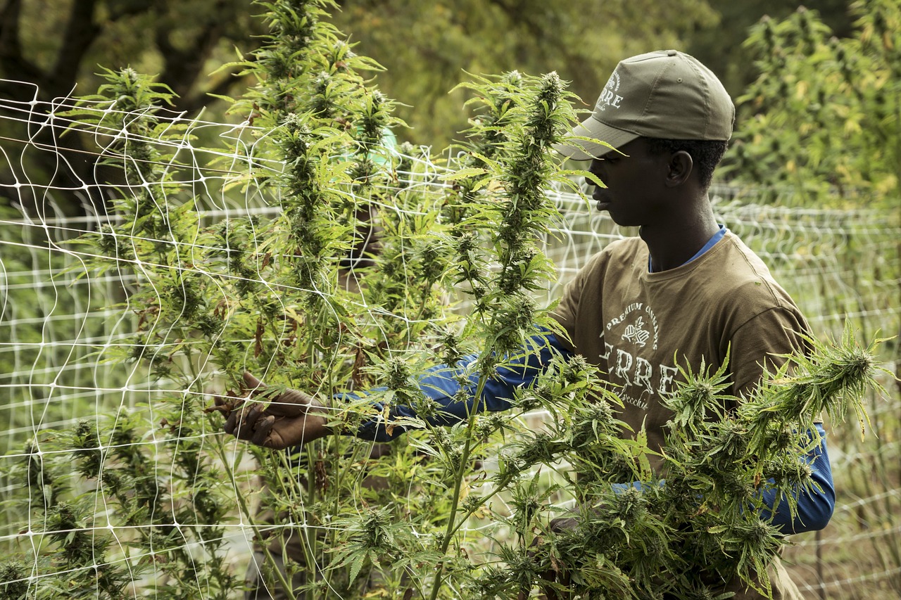 A man cultivaing a cannabis plant